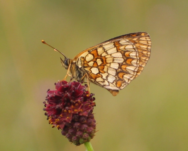 Melitaea aurelia - recés tarkalepke