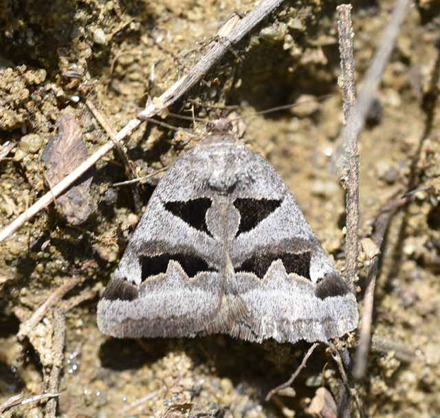 Gonospileia triquetra - kakukkfű-nappalibagoly