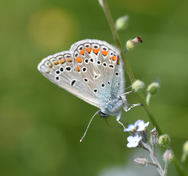 Polyommatus thersites - ibolyaszín boglárka