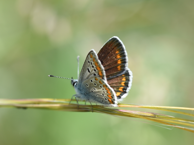 Aricia agestis - szerecsenboglárka