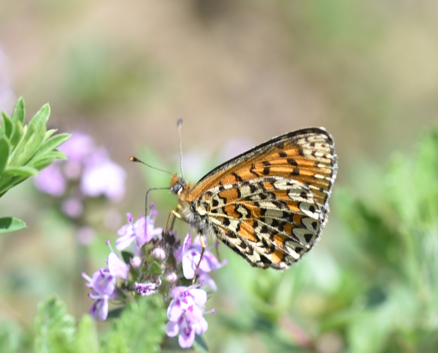 Melitaea trivia - kis tarkalepke