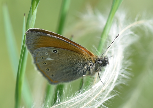 Coenonympha glycerion - közönséges szénalepke