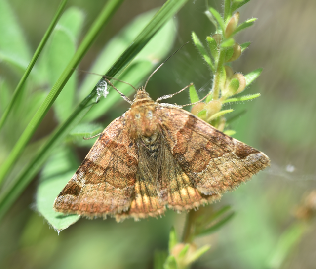 Euclidia glyphica - közönséges nappalibagoly