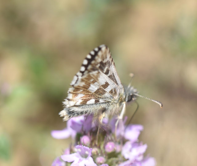 Pyrgus armoricanus - feles busalepke