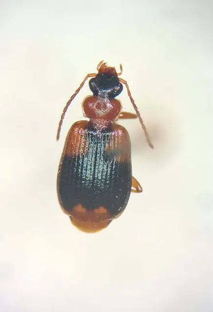 Lebia humeralis - vállfoltos cserjefutó