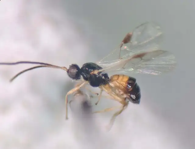Hymenoptera - Hártyásszárnyúak