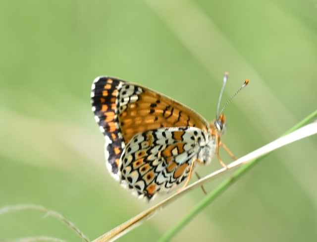 Melitaea cinxia - réti tarkalepke