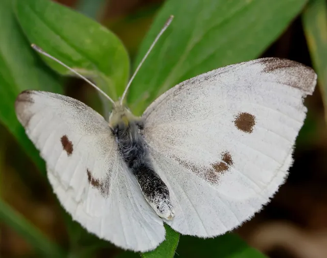 Pieris rapae - répalepke
