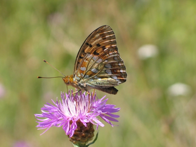 Argynnis adippe - ezüstös gyöngyházlepke