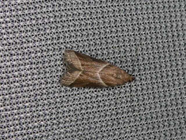 Nyctegretis lineana - agátszínű karcsúmoly