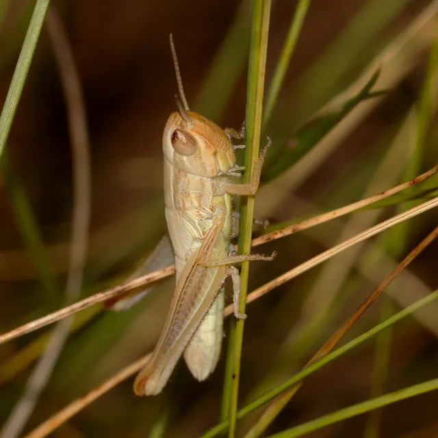 Euchorthippus