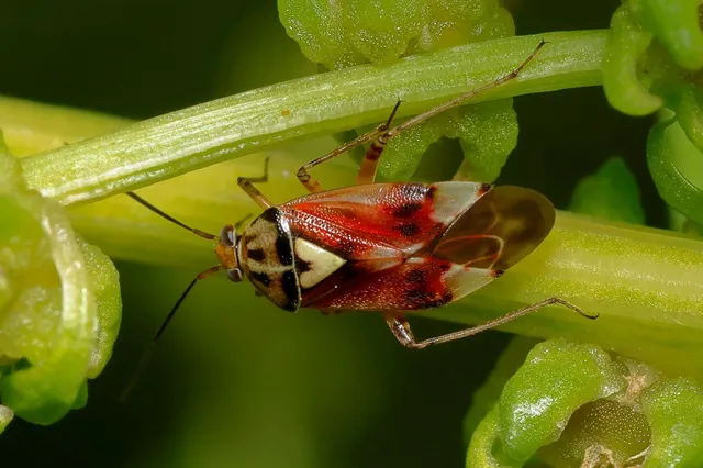 Lygus pratensis - változó mezeipoloska