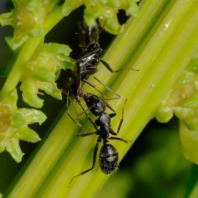 Camponotus vagus - fekete lóhangya