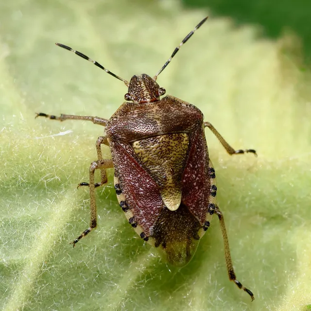 Dolycoris baccarum - közönséges bogyómászó-poloska Dolycoris baccarum - közönséges bogyómászó-poloska