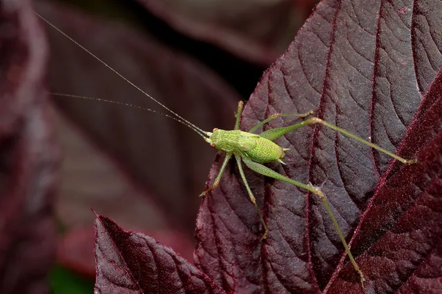 Phaneroptera