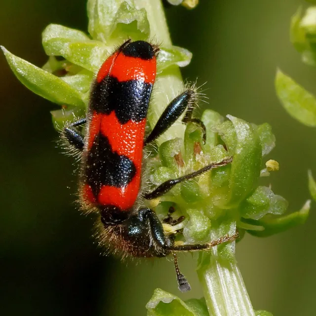 Trichodes apiarius - szalagos méhészbogár