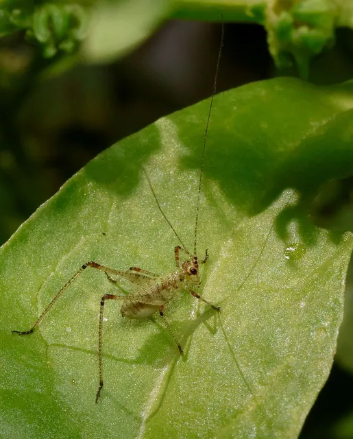 Phaneroptera
