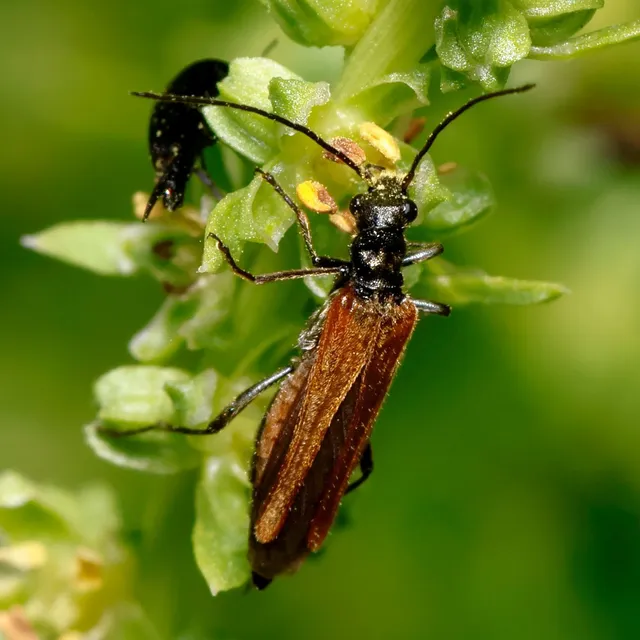 Oedemera femorata - sárgahátú álcincér