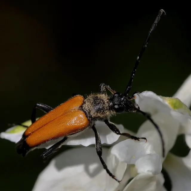 Stictoleptura fulva - vörhenyes virágcincér