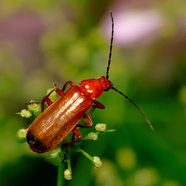 Rhagonycha fulva - feketevégű lágybogár