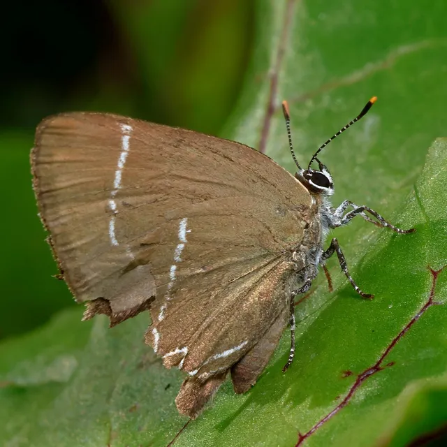 Satyrium w-album - szilfa-csücsköslepke