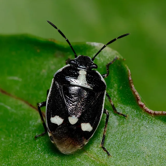 Eurydema oleracea - paréjpoloska Eurydema oleracea - paréjpoloska