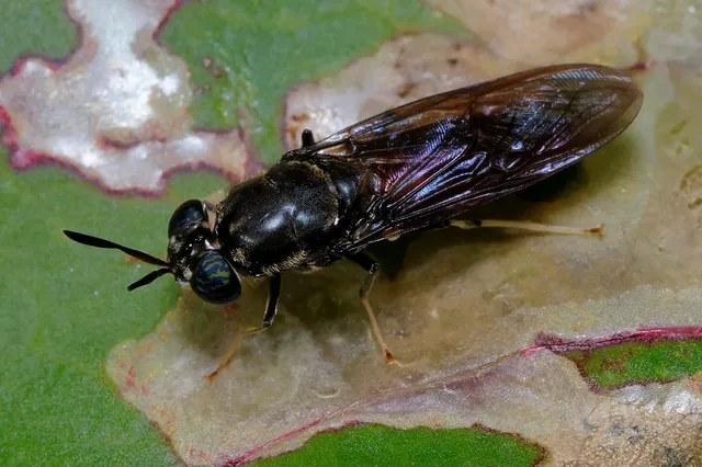 Hermetia illucens