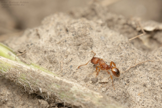 Myrmica scabrinodis - réti bütyköshangya