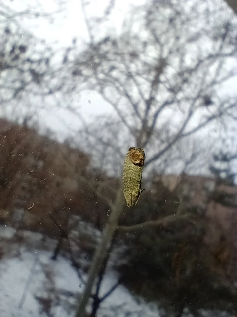 Cydia pomonella - almamoly