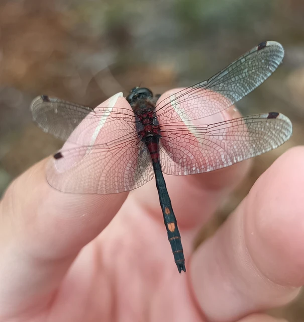 Leucorrhinia dubia