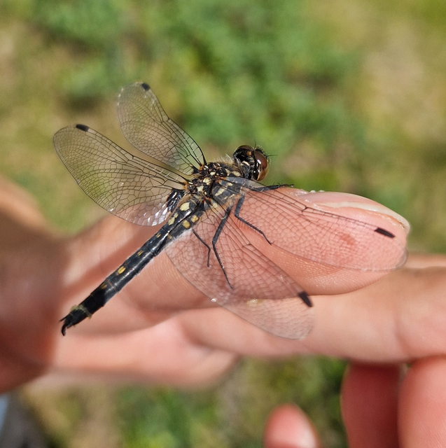Leucorrhinia dubia
