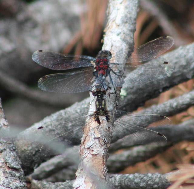 Leucorrhinia dubia