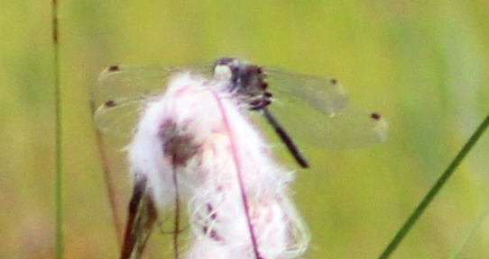 Leucorrhinia dubia