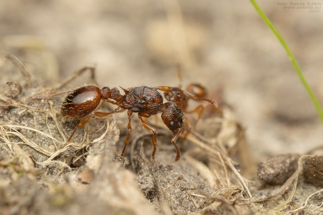 Myrmica scabrinodis - réti bütyköshangya