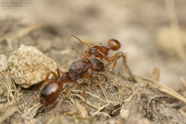 Myrmica scabrinodis - réti bütyköshangya