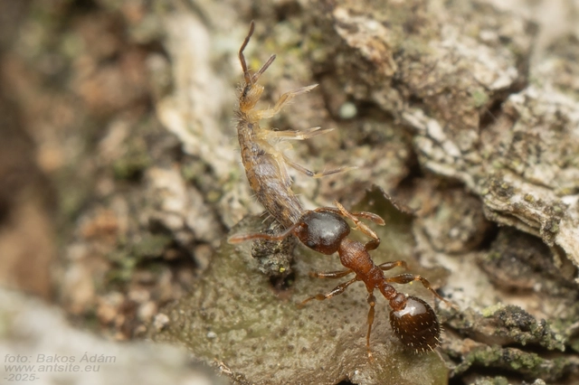 Entomobryidae