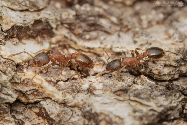 Temnothorax corticalis - ritka kéreghangya