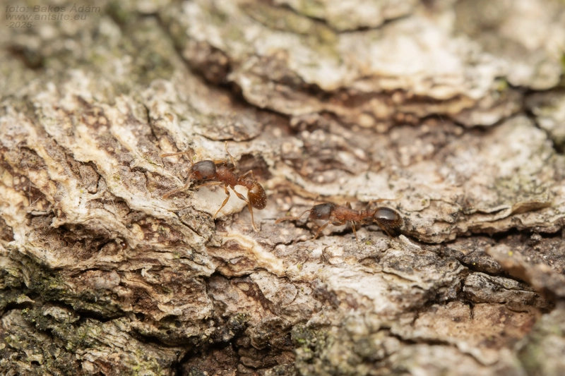 Temnothorax corticalis - ritka kéreghangya