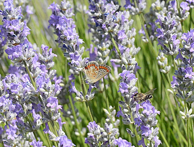 Aricia agestis - szerecsenboglárka