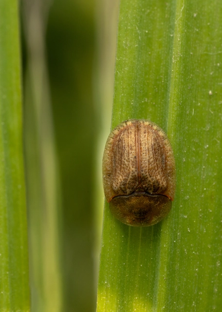 Cassida flaveola