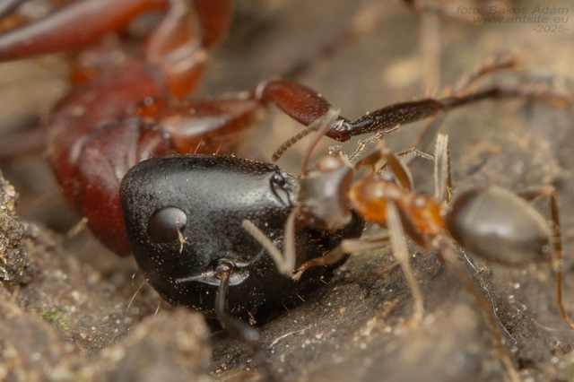 Camponotus ligniperda - faodvasító lóhangya