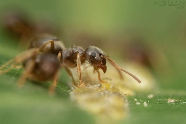Lasius alienus - kövi feketehangya