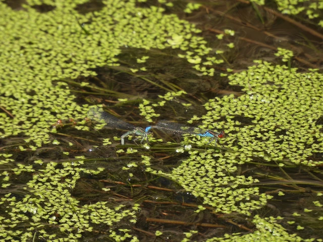 Erythromma viridulum - kis pirosszemű-légivadász