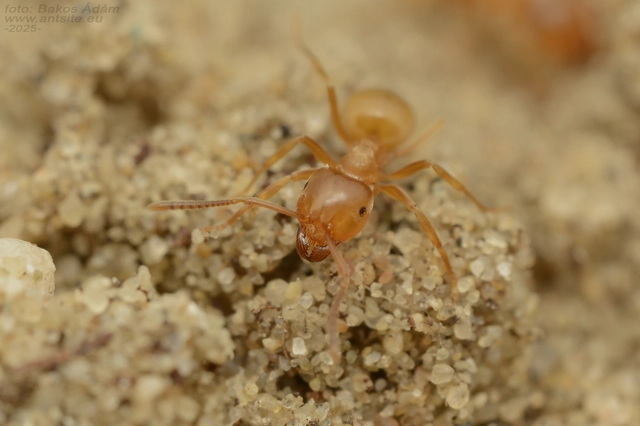 Lasius carniolicus - keleti borostyánhangya