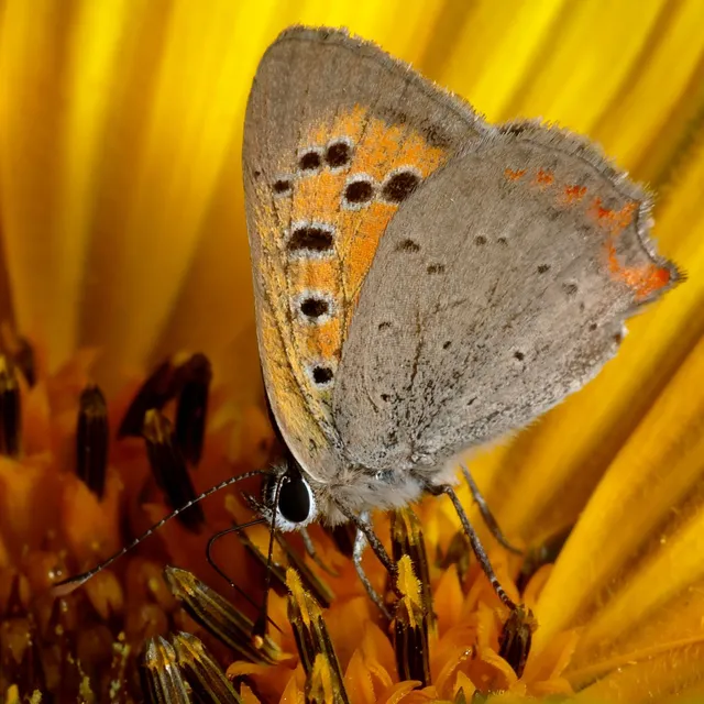 Lycaena phlaeas - közönséges tűzlepke