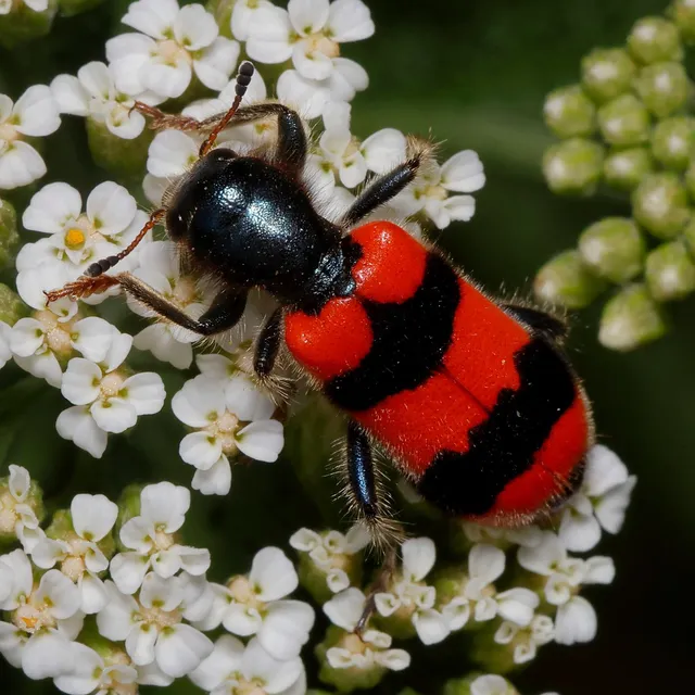 Trichodes apiarius - szalagos méhészbogár