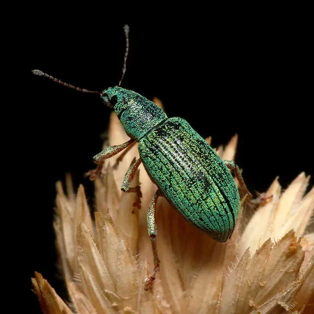 Polydrusus formosus - selymes lombormányos