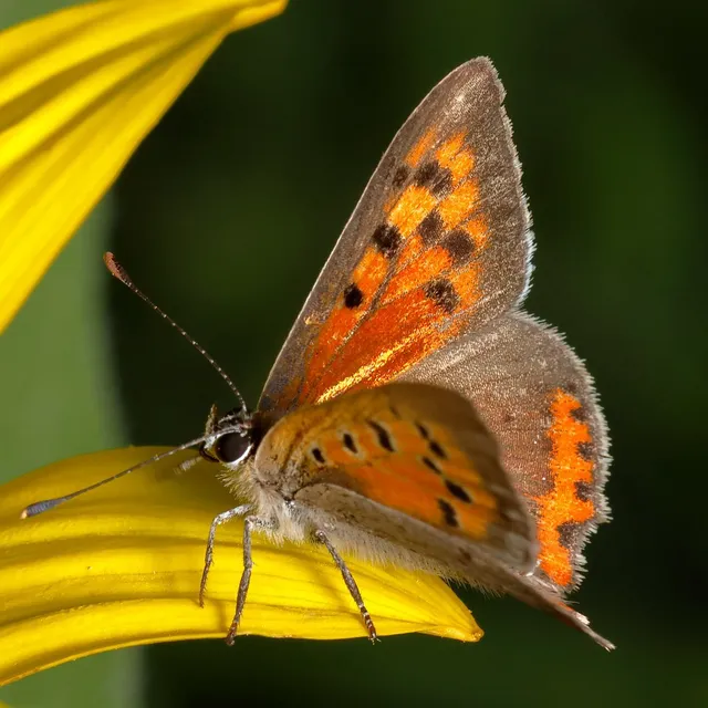 Lycaena phlaeas - közönséges tűzlepke