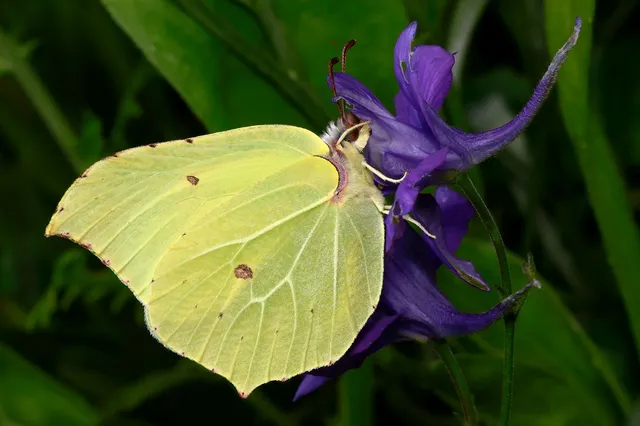 Gonepteryx rhamni - citromlepke