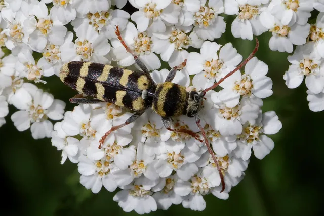 Echinocerus floralis - lucerna-darázscincér